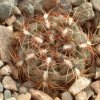 Gymnocalycium_mesopotamicum_1